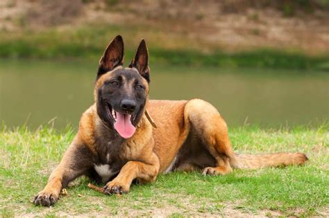 belgian malinois worth|belgian malinois average price.